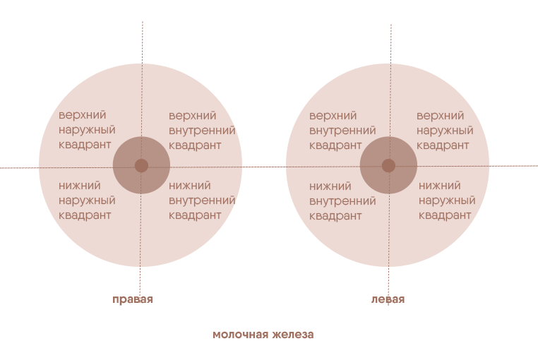 Деление груди на квадранты, диагностика болей в груди до и опсле месячных
